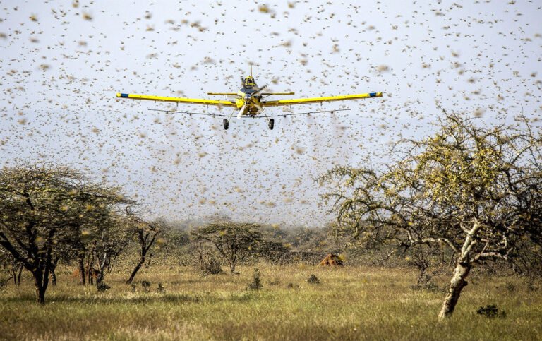 Nuvem de gafanhotos faz Governo declarar estado de emergência em dois estados
