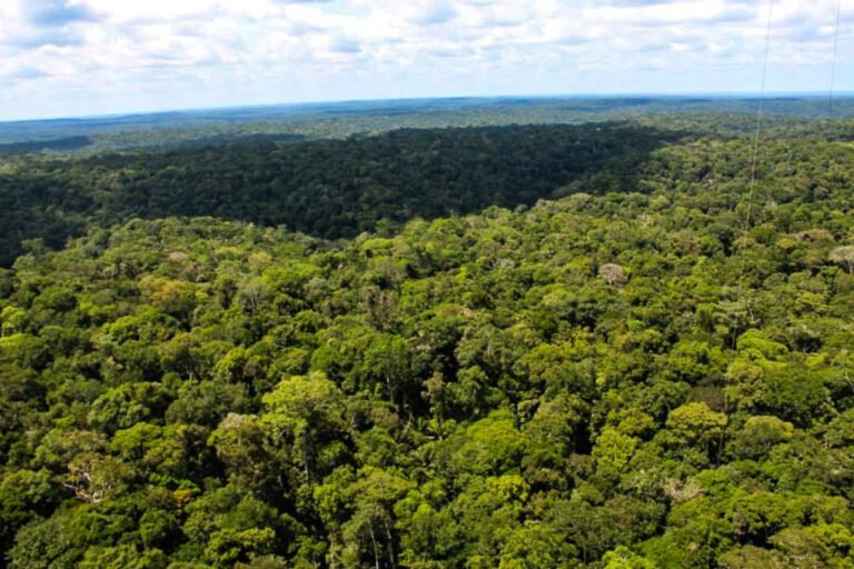 Floresta Reservada