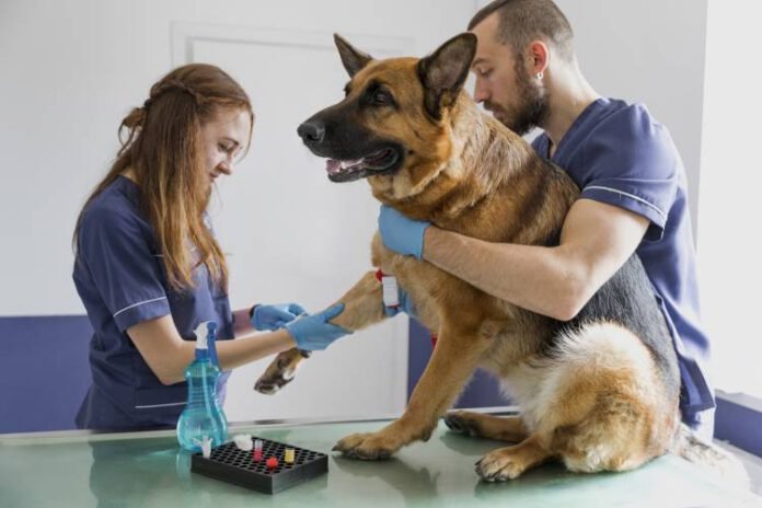 Eutanásia de cães e gatos Eutanásia de cães e gatos