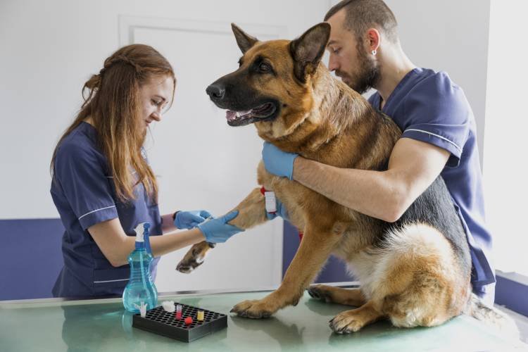 Eutanásia de cães e gatos