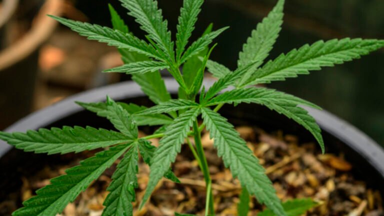 Comissão Especial discute liberação da maconha como medicamento