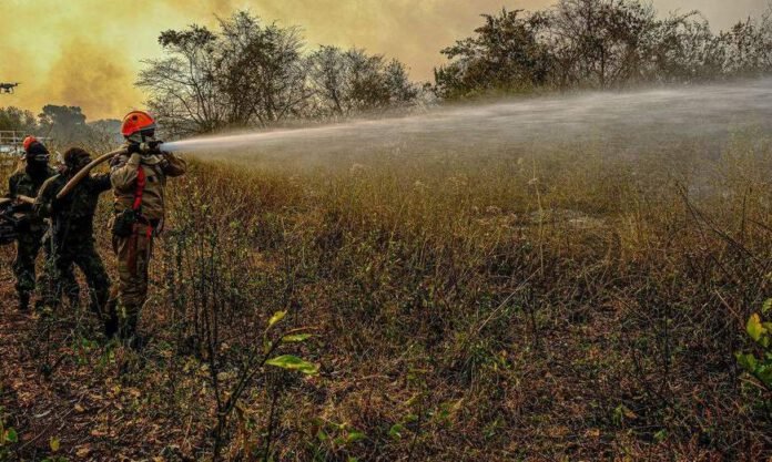Foto: Reprodução Pantanal