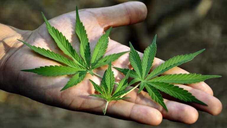 Maconha