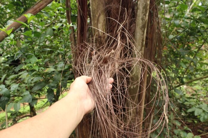 piaçava amazonas