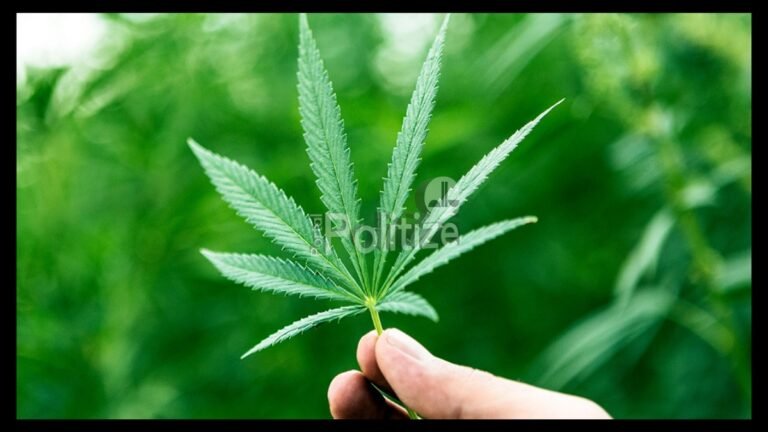 Cannabis