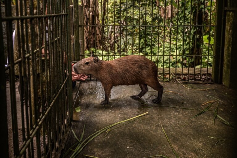 Ao libertar Filó do cativeiro, Joana Darc garante que vai lutar por melhorias para os demais animais do Cetas-AM 