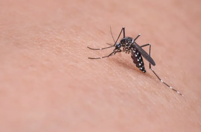mosquito-dengue-aedes
