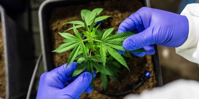 Comissao-de-Constituicao-e-Justica-aprova-Proposta-de-Emenda-a.jpg CCJ aprova PEC que criminaliza posse de qualquer quantidade de droga