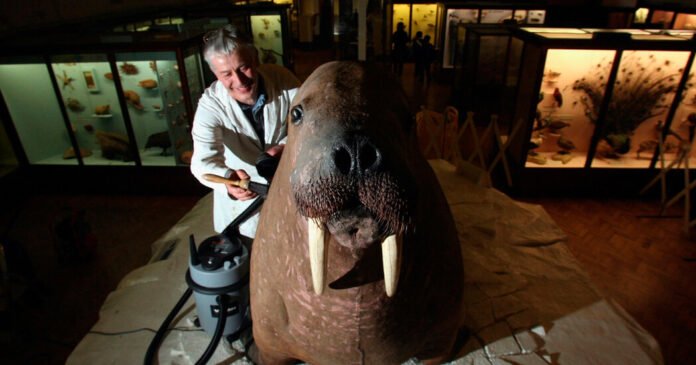 Londres-Diz-Adeus-Por-Agora-a-um-Amado-Morsa-Com.jpg London Bids Farewell, for Now, to a Beloved, Overstuffed Walrus