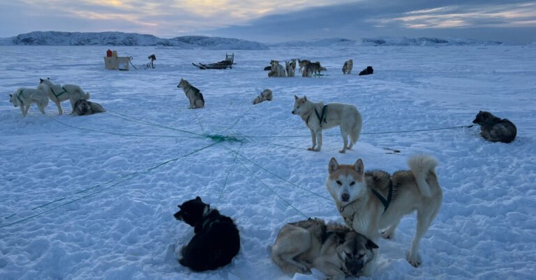 Na Groenlândia, levando tudo com jogadas nevadas e cães de trenó
