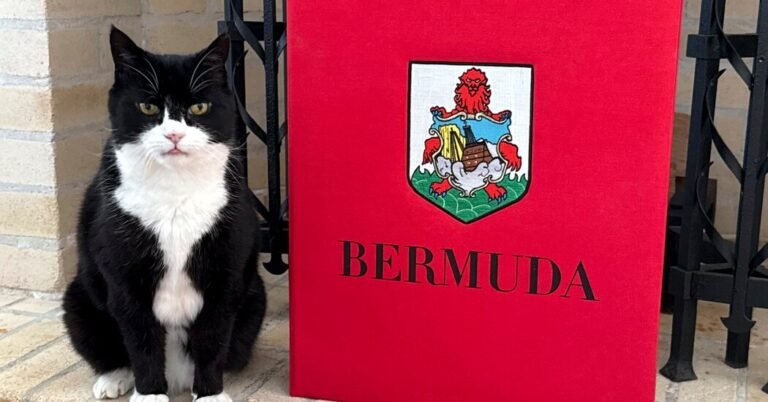 Palmerston, o gato britânico do Serviço Exterior, ocupa um novo post nas Bermudas
