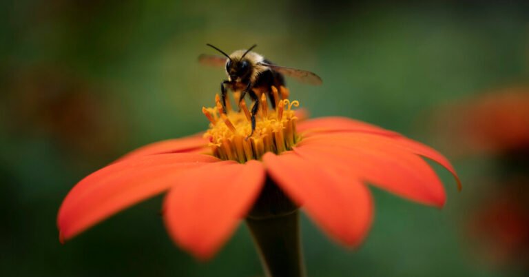 Trump matou um grande relatório sobre a natureza. Eles estão tentando publicá -lo de qualquer maneira.
