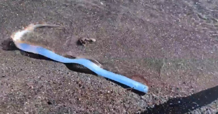 Vídeo mostra um raro peixe "dia do juízo final" da costa do México

