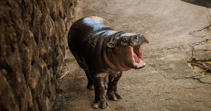 Moo Deng, a criança Hippopotamus, ainda tem poder estelar
