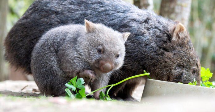 Indignação na Austrália depois que a mulher americana pega um bebê wombat
