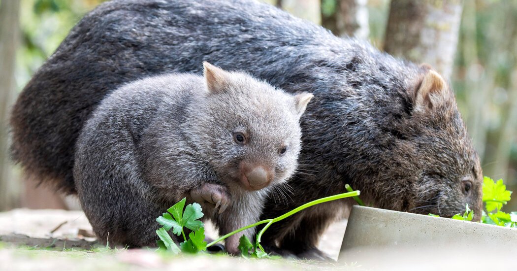 Indignação na Austrália depois que a mulher americana pega um bebê wombat
