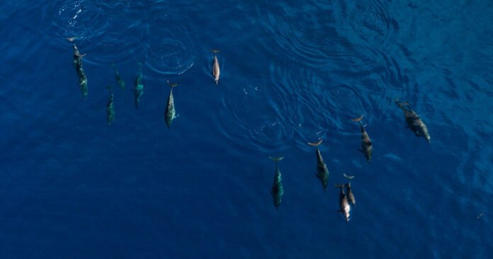 Por que esses ilhéus caçam golfinhos
