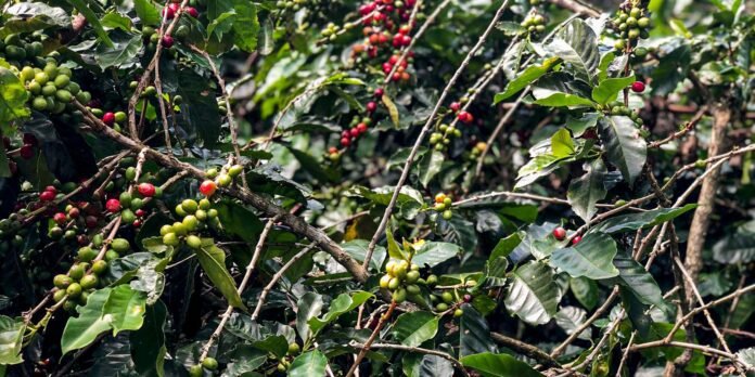 Producao-de-cafe-devera-ser-de-557-milhoes-de-sacas.jpg Produção de café deverá ser de 55,7 milhões de sacas em 2025