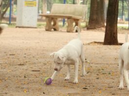 Governo sanciona lei que proíbe tatuagens e piercings em cães e gatos