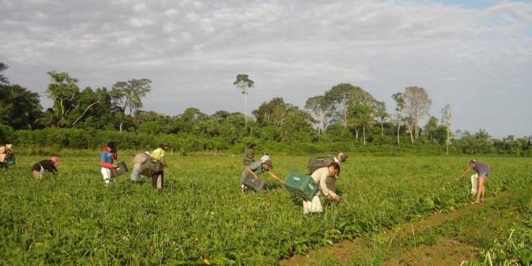 Programa AgroAmigo oferece R$ 1 bilhão em microcrédito