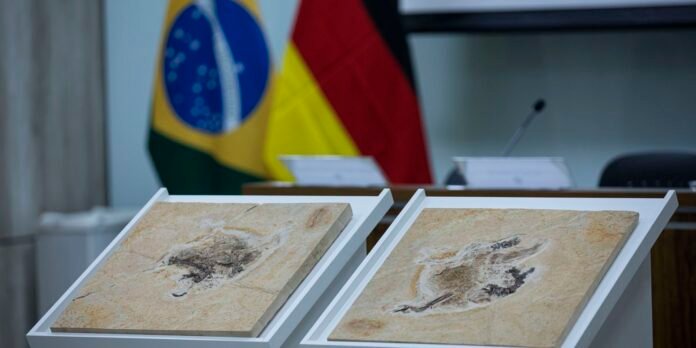 Brasil-quer-recuperar-dinossauros-e-patrimonios-espalhados-por-14-pais.jpg Brasil quer recuperar dinossauros e patrimônios espalhados por 14 país