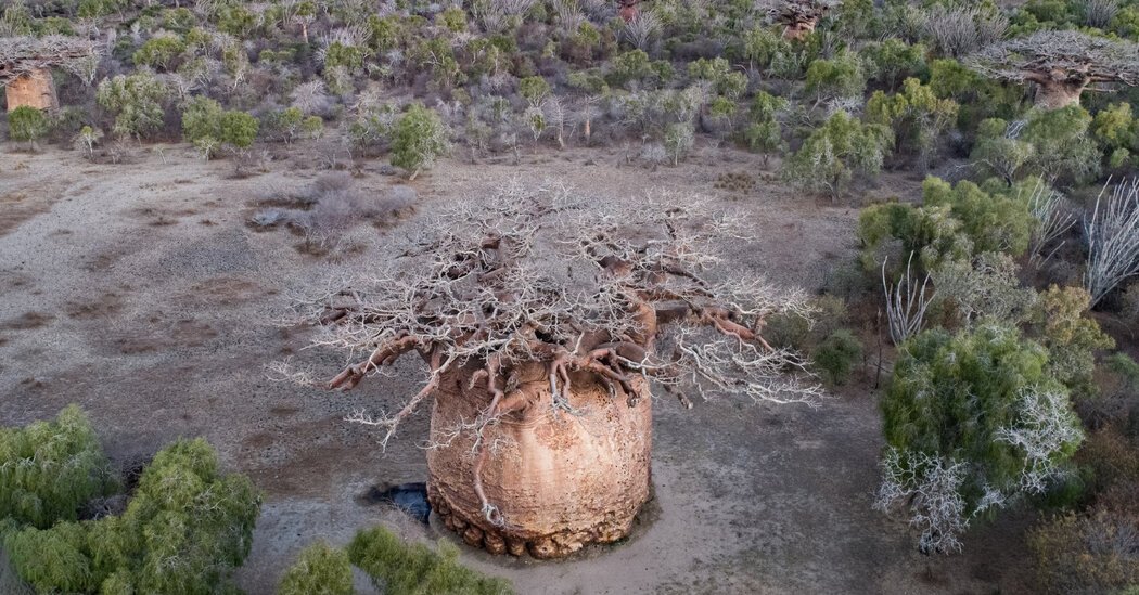 Uma-das-arvores-sagradas-mais-antigas-de-Madagascar-esta-morrendo.jpg Uma das árvores sagradas mais antigas de Madagascar está morrendo lentamente