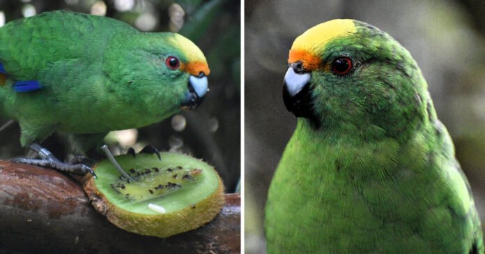 O-casal-de-periquitos-da-Nova-Zelandia-que-esta-salvando.jpg O casal de periquitos da Nova Zelândia que está salvando sua espécie
